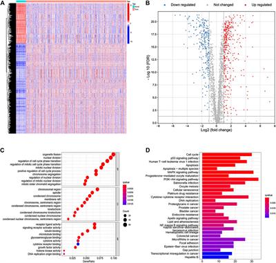 An Apoptosis-Related Gene Prognostic Index for Colon Cancer